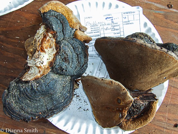 Phellinus cinereus (Niemelä) Parmasto 19769507-1