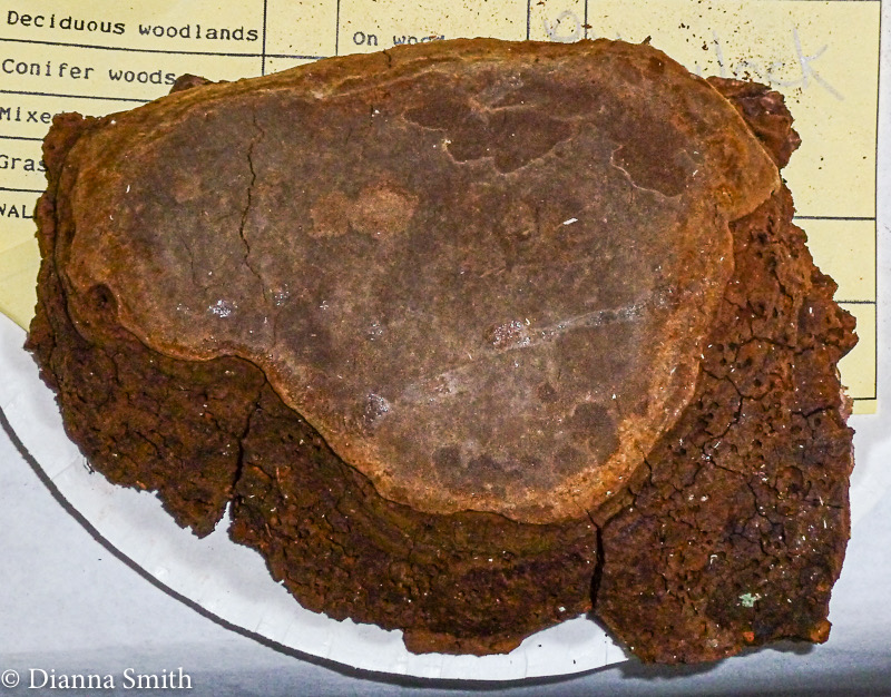 Phellinus hartigii 1020860