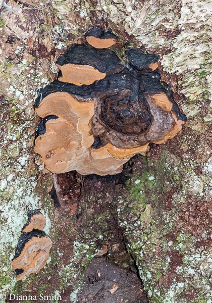 Phellinus igniarius 00818