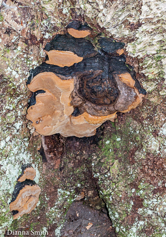 Phellinus igniarius 00818
