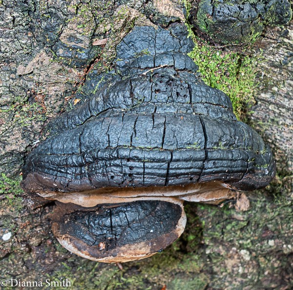 Phellinus igniarius 01108