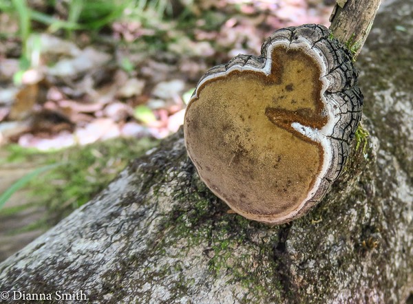 Phellinus tremulae (Aspen Bracket)  _0161