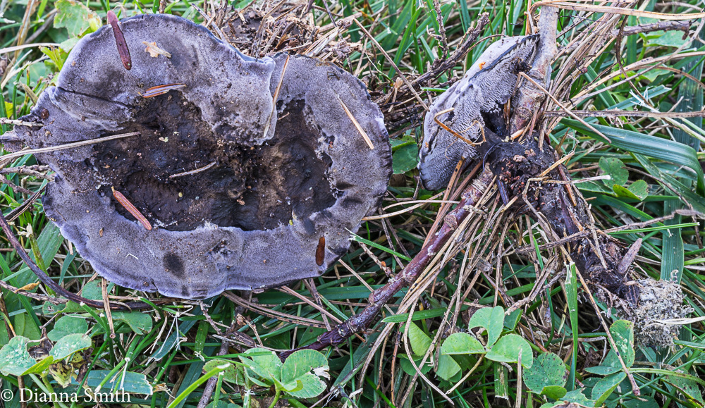 Phellodon alboniger 04320 copy