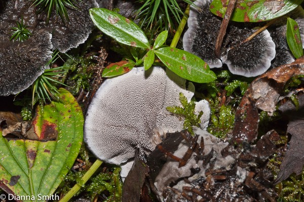 Phellodon niger02194