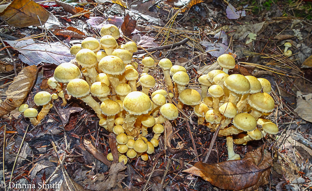 Pholiota 05594