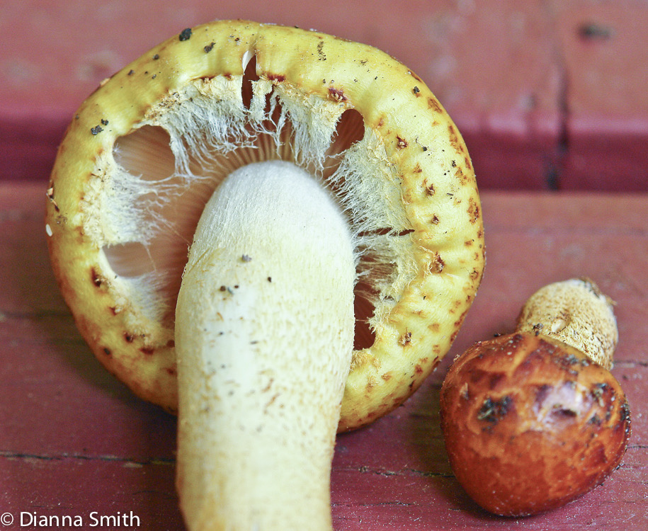 Pholiota aurivella7321