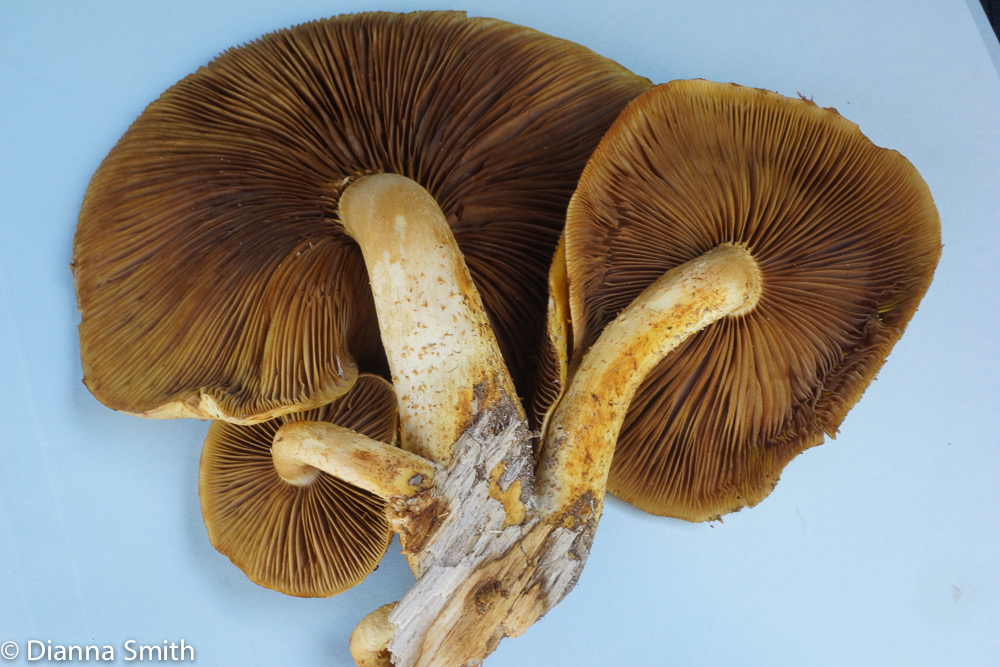 Pholiota limonella00245