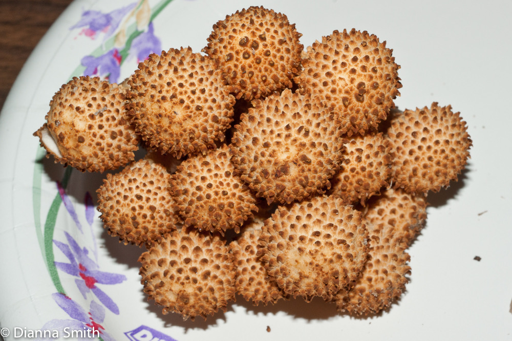 Pholiota squarrosa03197