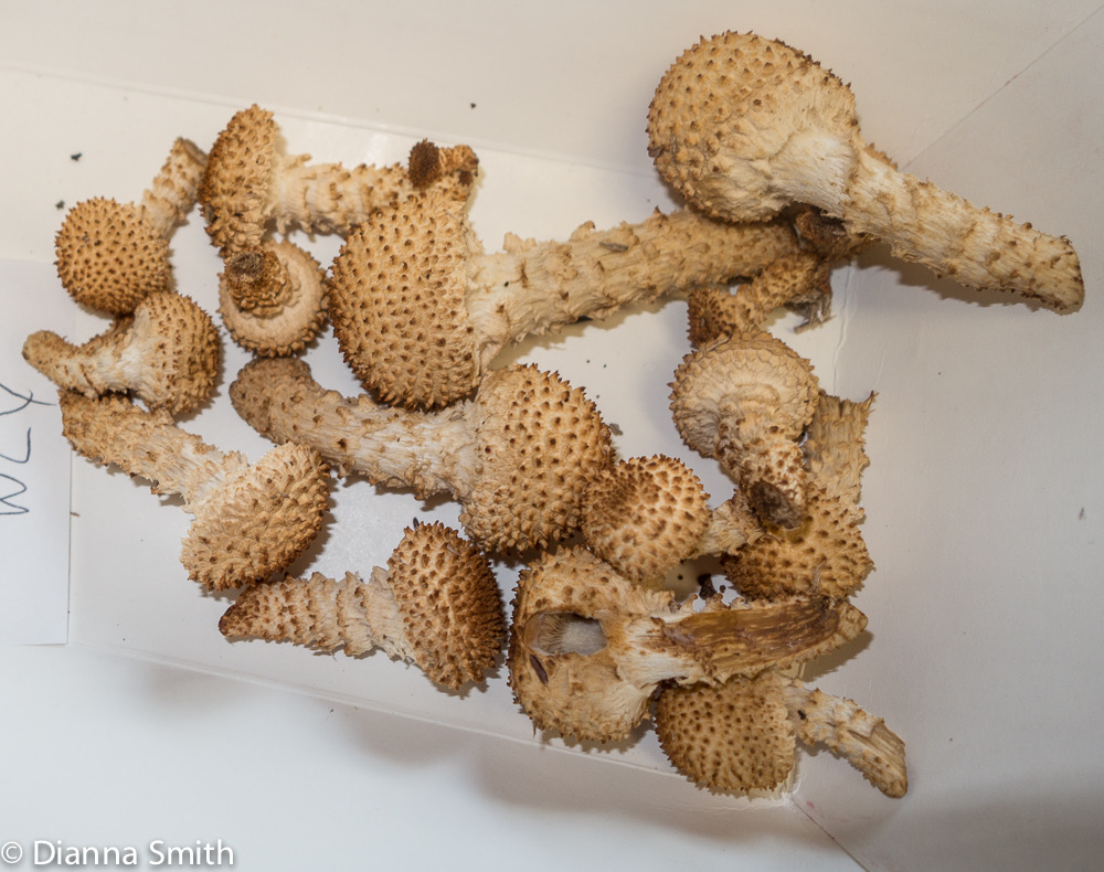 Pholiota squarrosa1949