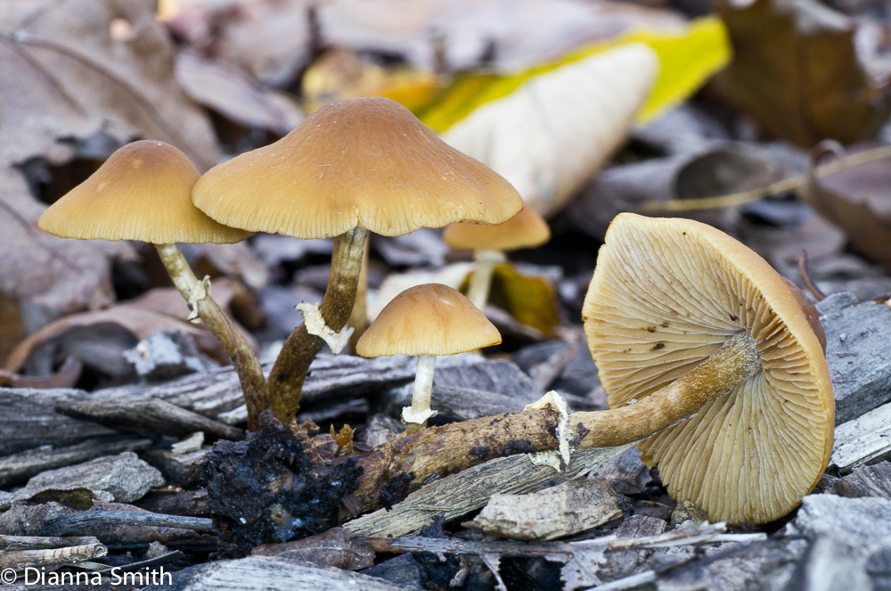 Pholiotina rugosa (Conocybe filaris)1030427