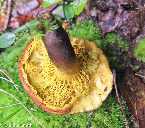 Phylloporus boletiinoides*1146