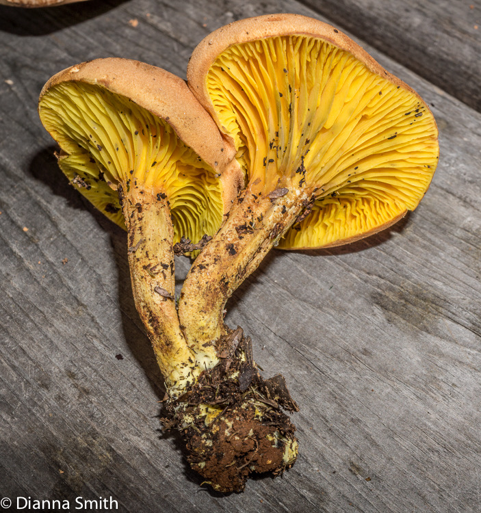 Phylloporus rhodoxanthus 01712