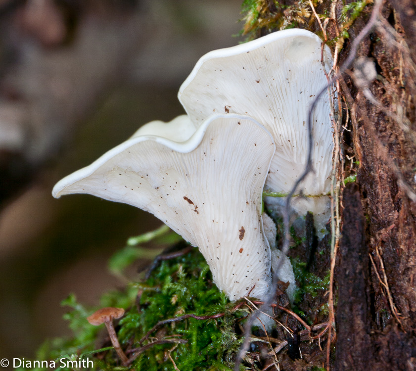 Pleurocybella porrigens1010573