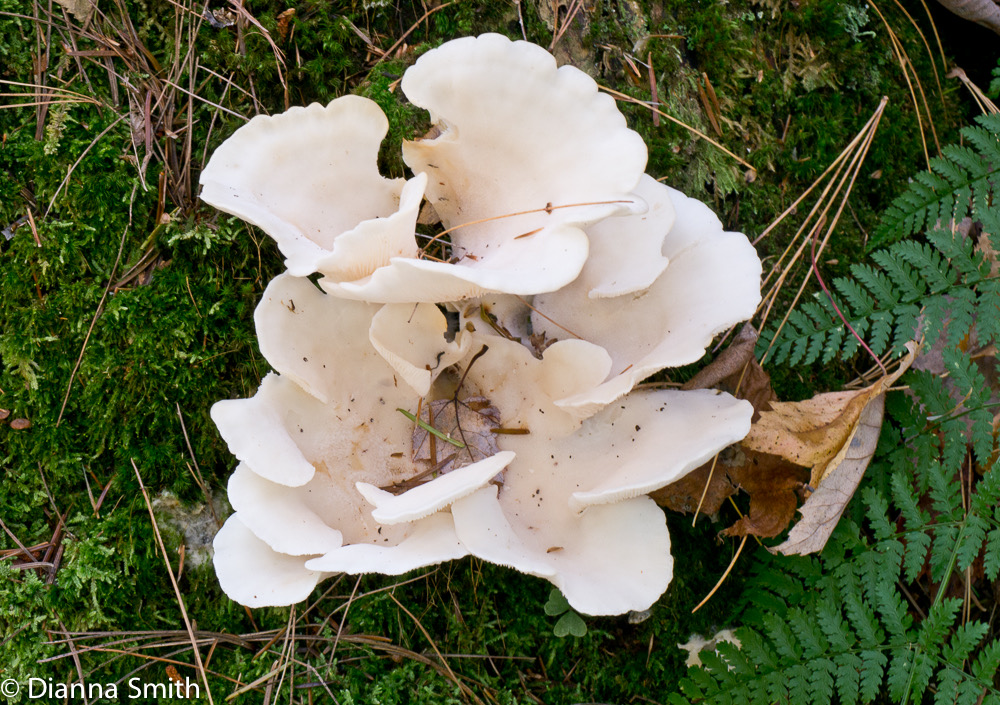 Pleurocybella porrigens1030270