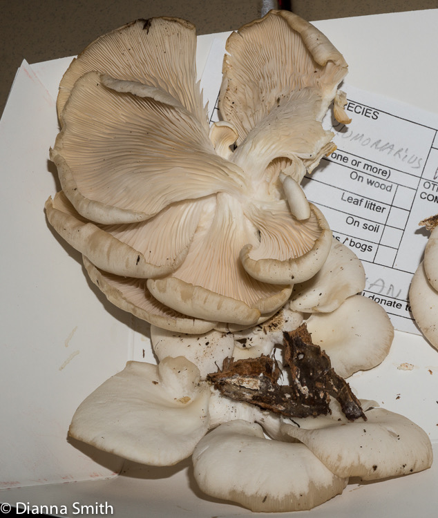 Pleurotus pulmonarius01553