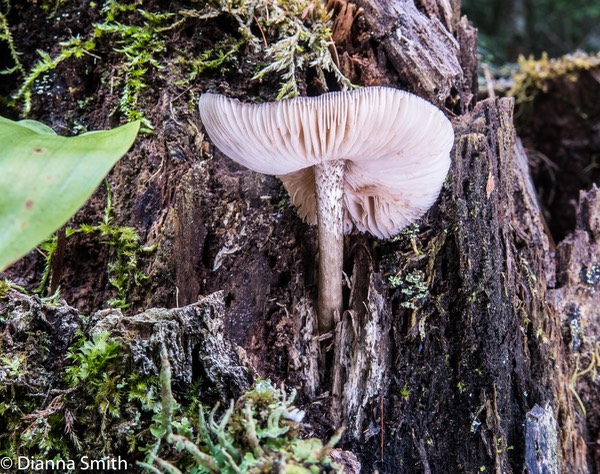 Pluteus granularis_0107