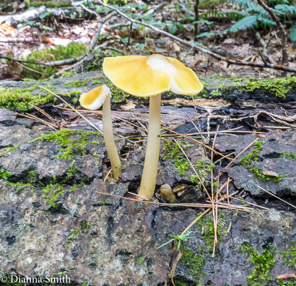 Pluteus leoninus_0913