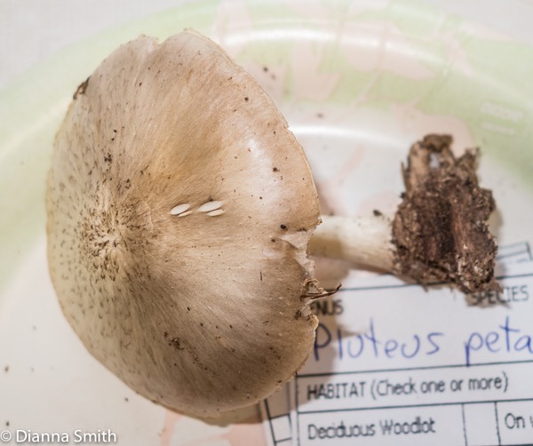 Pluteus petasatus1953