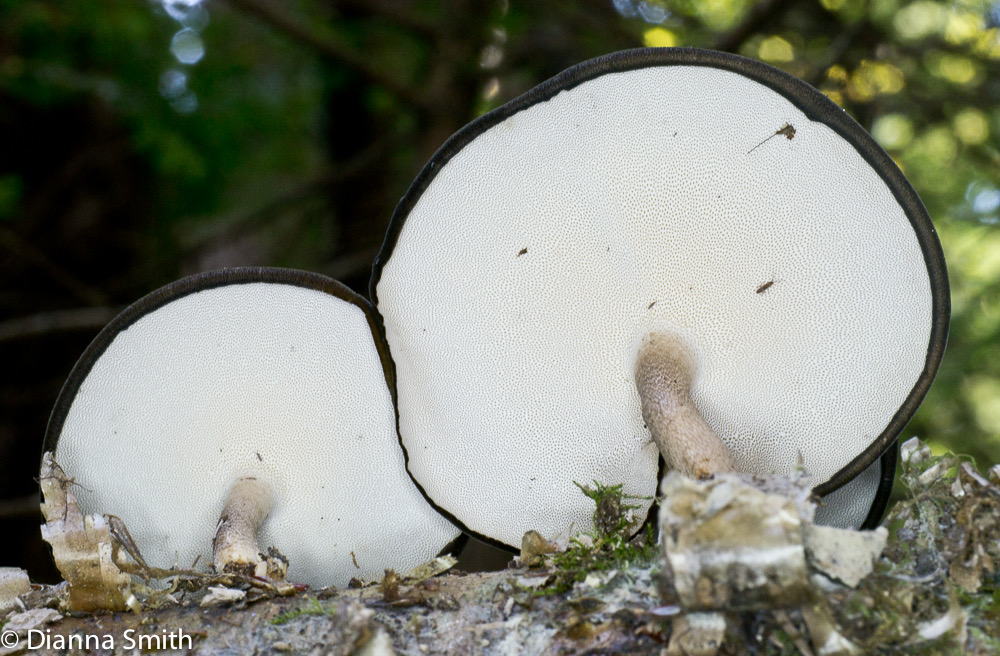 Polyporus brumalis1030070