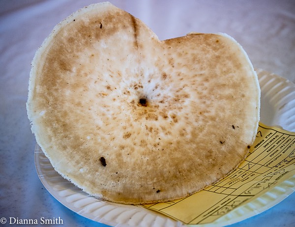Polyporus craterellus1010198