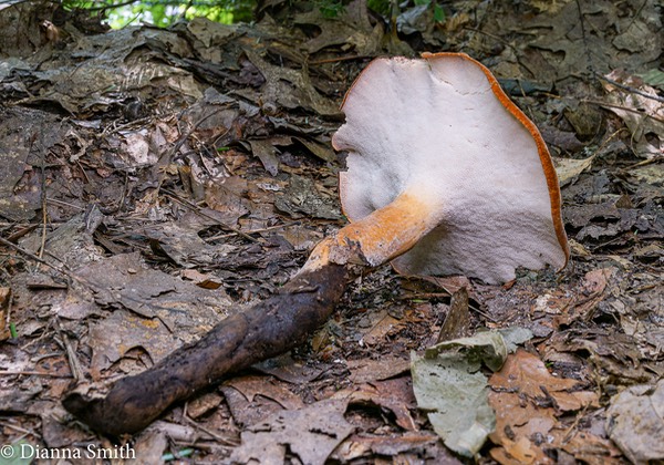 Polyporus radicatus 01322