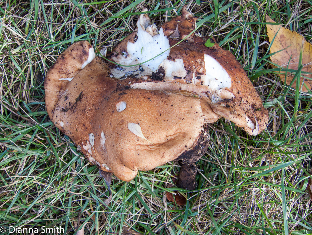 Polyporus radicatus 1051
