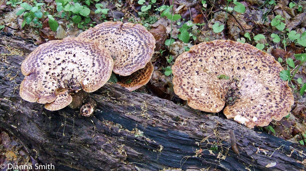Polyporus squamosus0193