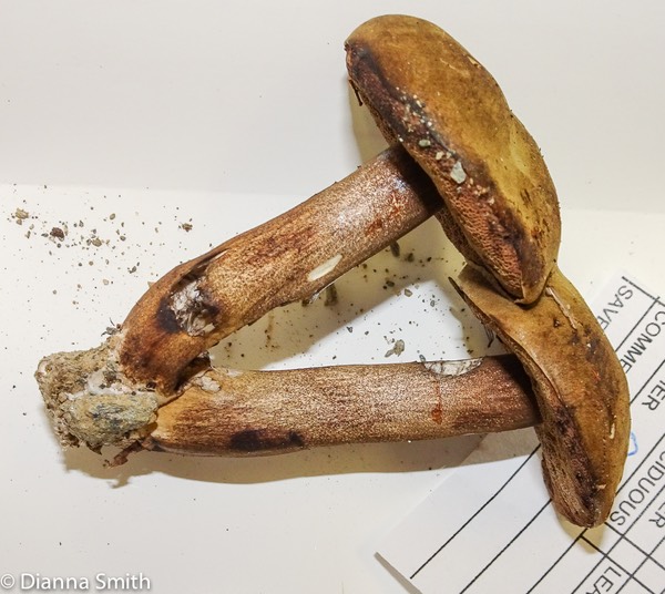 Porphyrellus nebulosus 02943