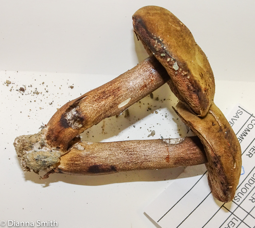 Porphyrellus nebulosus 02943