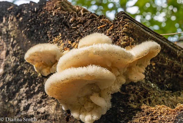 Postia fragilis 02758