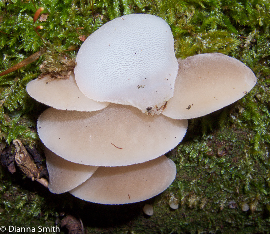 Pseudohydnum gelatinosum0357