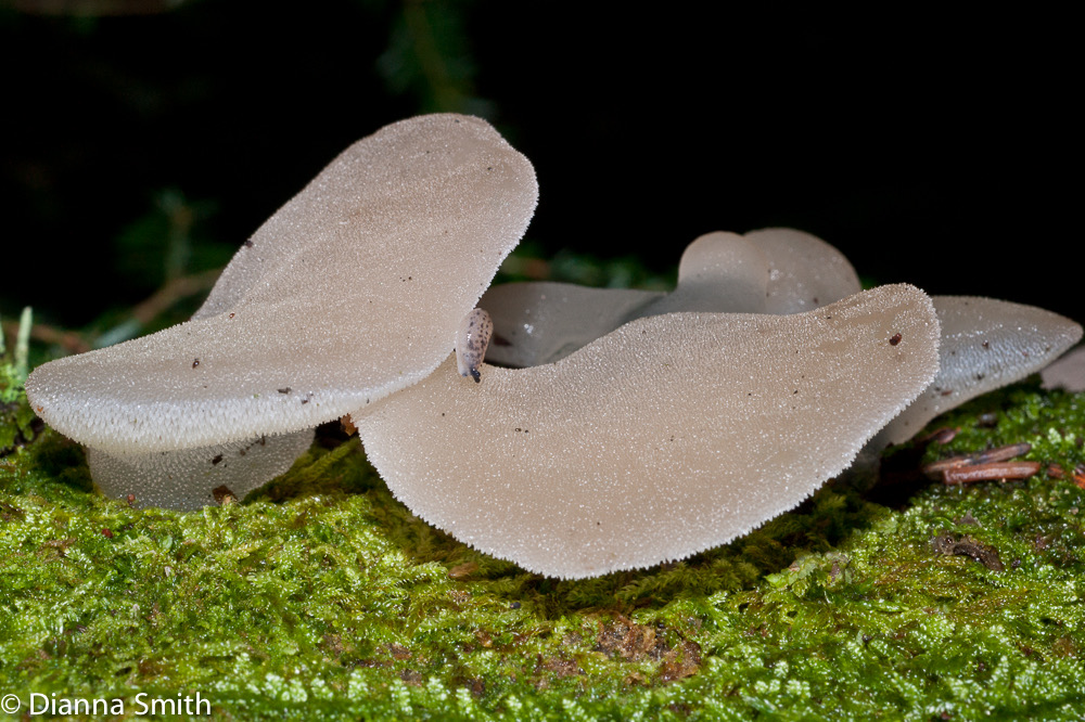 Pseudohydnum gelatinosum 02438