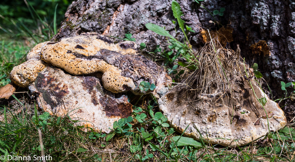 Pseudoinonotus dryadeus (Inonotus dryadeus) 01208