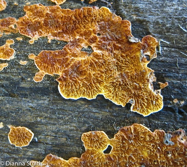 Pseudomerulius aureus_2259