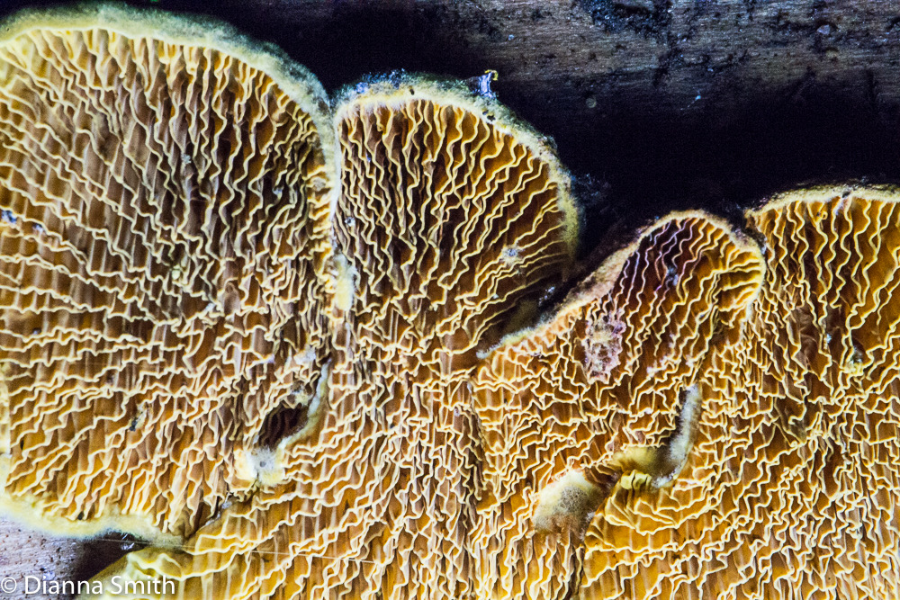 Pseudomerulius curtisii 01401