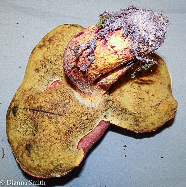 Pulchroboletus sclerotiorum 08349