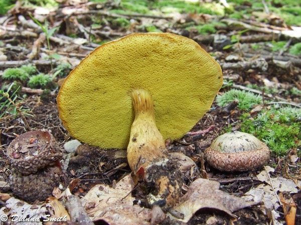 Pulveroboletus innixus (Boletus innixis) 4051