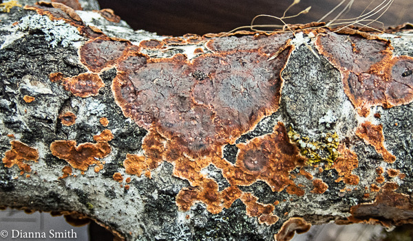 Punctularia stigosozonata (Schwein.) P.H.B. Talbot 9070593