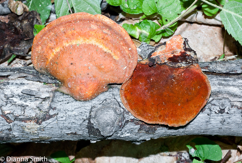Pycnoporus coccineus (Pycnoporus cinnabarinus)02490