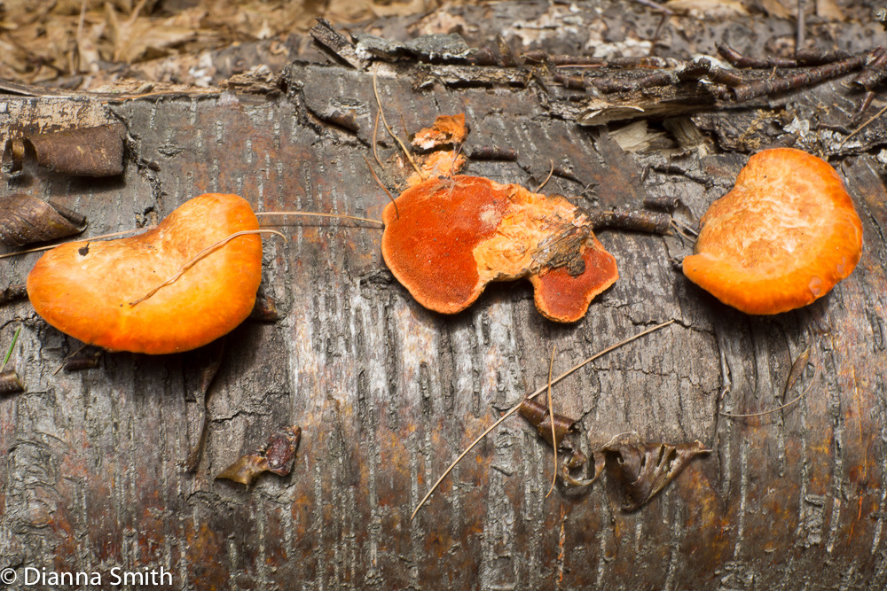 Pycnoporus coccineus (form. P. cinnabarinus) 04477