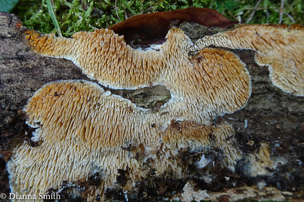 Radulodon (Radulomyces) copelandii  05265
