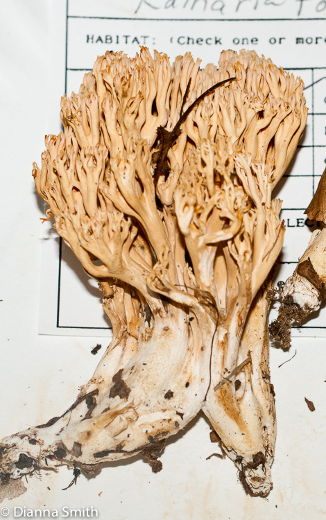 Ramaria formosa01386