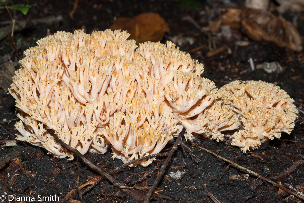 Ramaria formosa02360