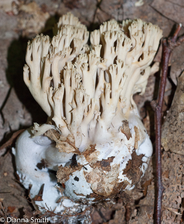 Ramaria fumigata01161