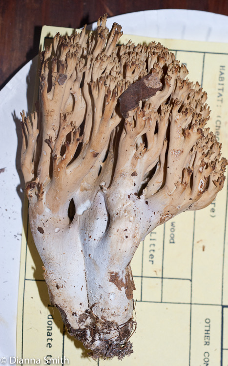 Ramaria fumigata01387