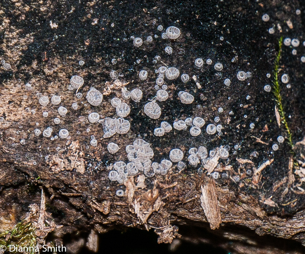 Resupinatus applanatus1010863