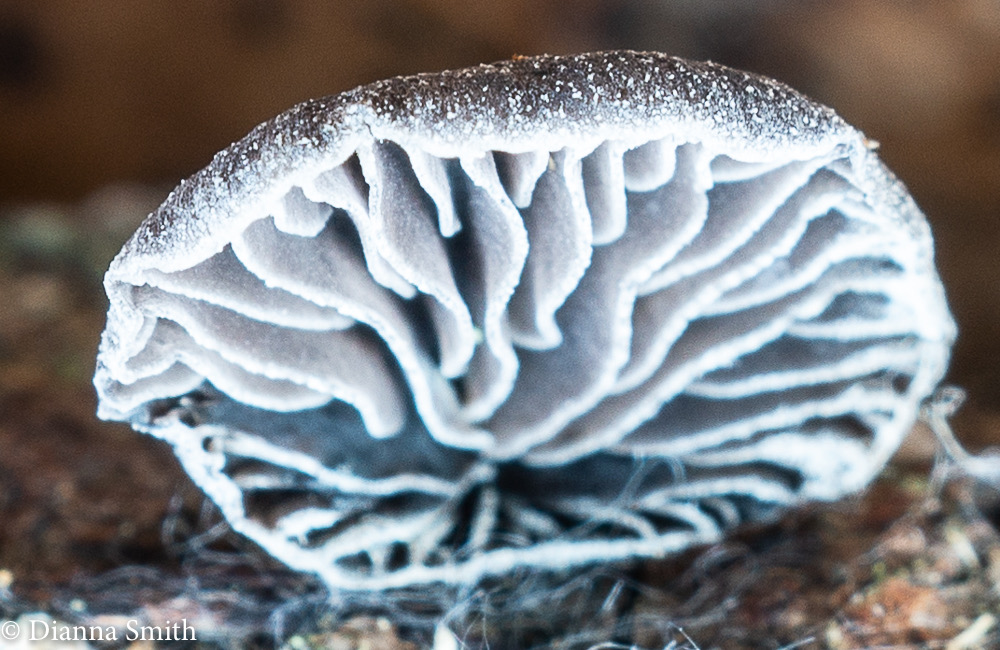 Resupinatus applicatus 06408