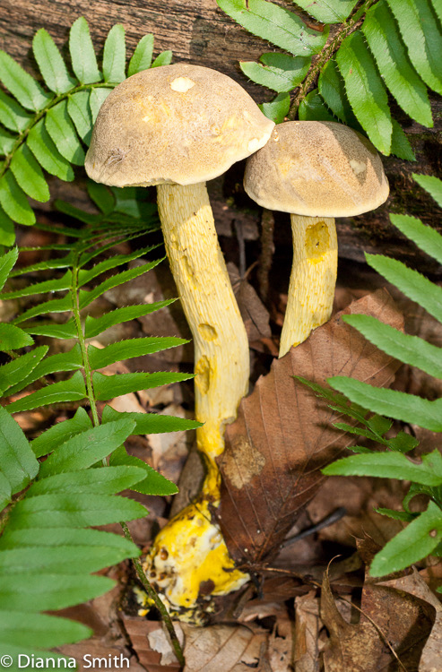 Retiboletus ornatipes01065