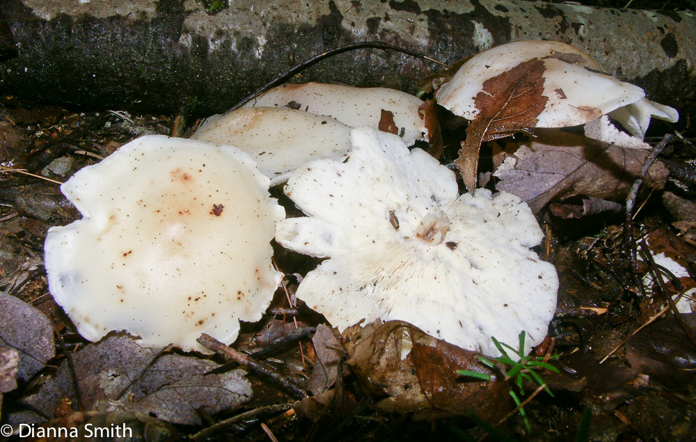 Rhodocollybia maculata1761