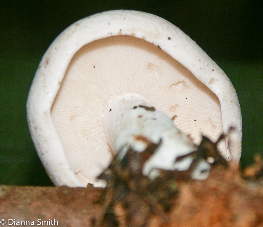 Rhodocollybia maculata6395